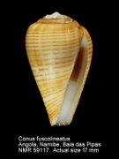 Conus fuscolineatus